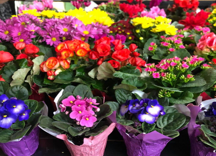 Flowers