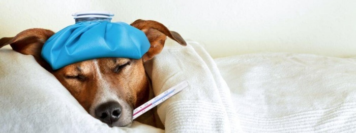 Small Animal Medicine and Surgery