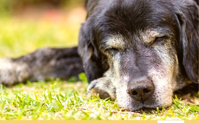 Large Animal Medicine and Surgery