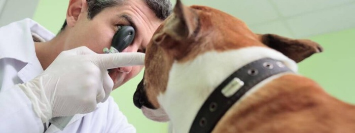 Eye Exams