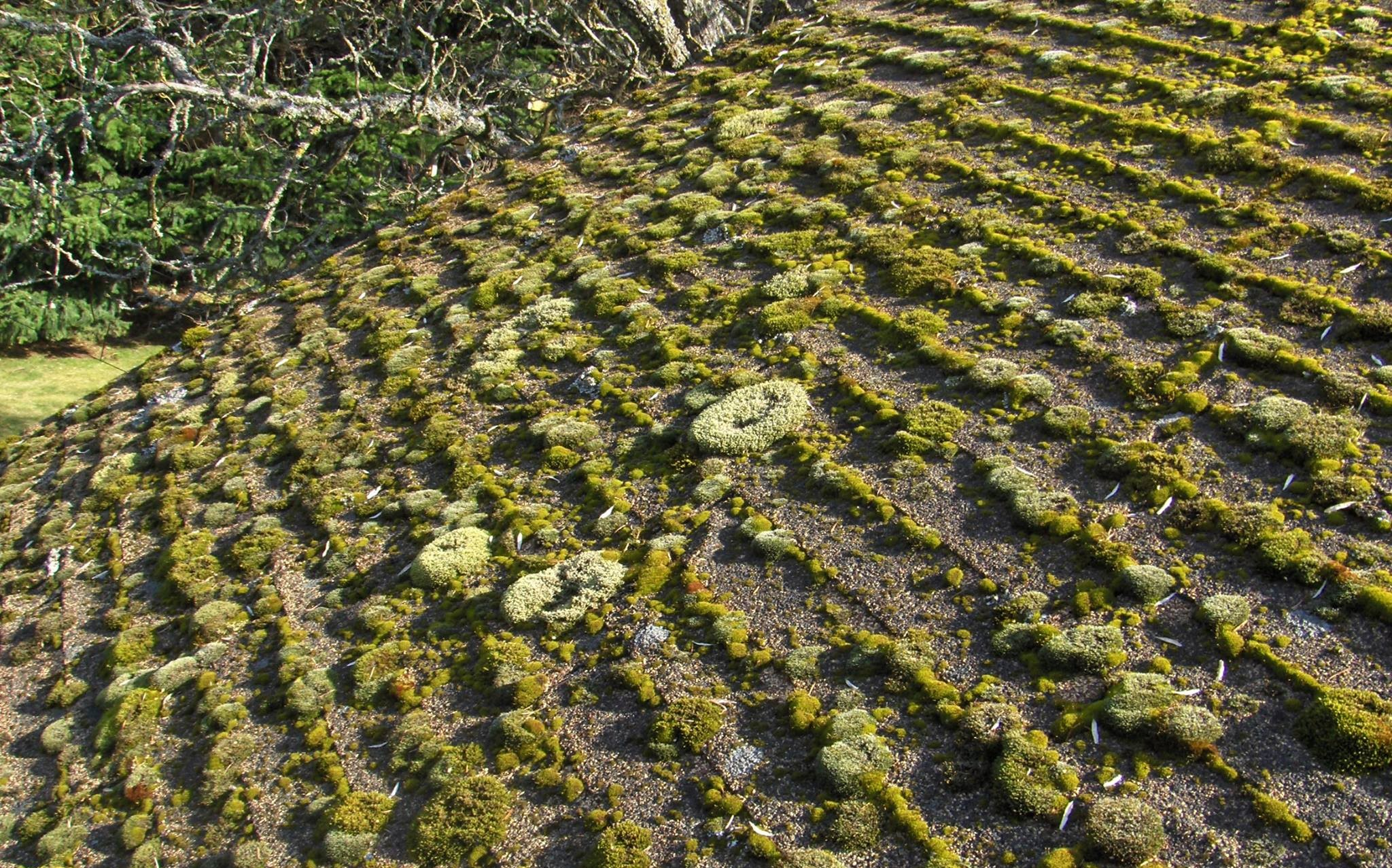 Moss Removal