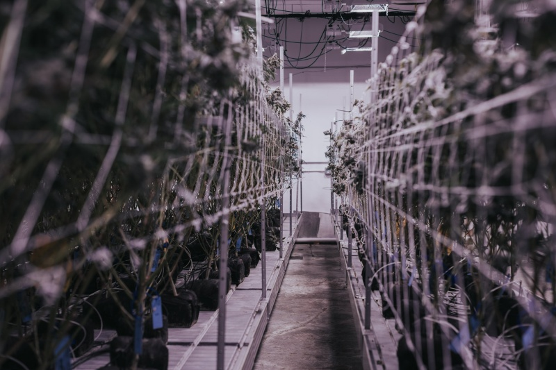 Growing Top-Quality Cannabis