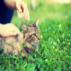 Pet Friendly ($20 per stay)