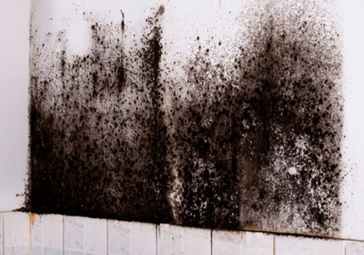 Mold Testing