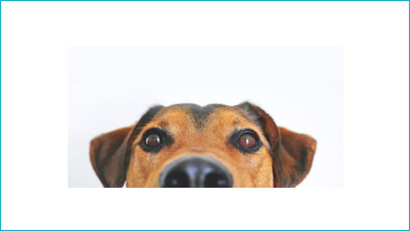 Animal & Dog Bite