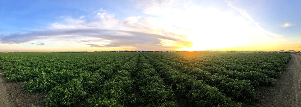 Agricultural Loans