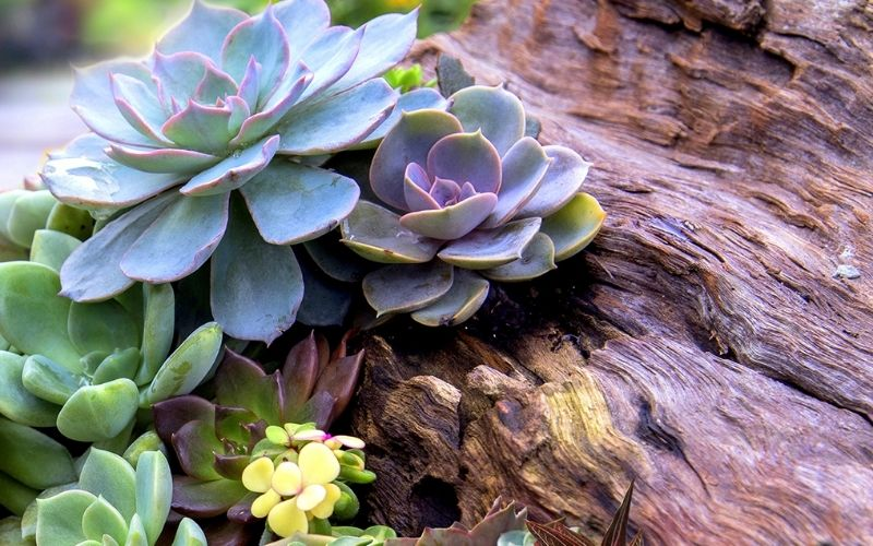 Public Agency Grass Replacement Rebate