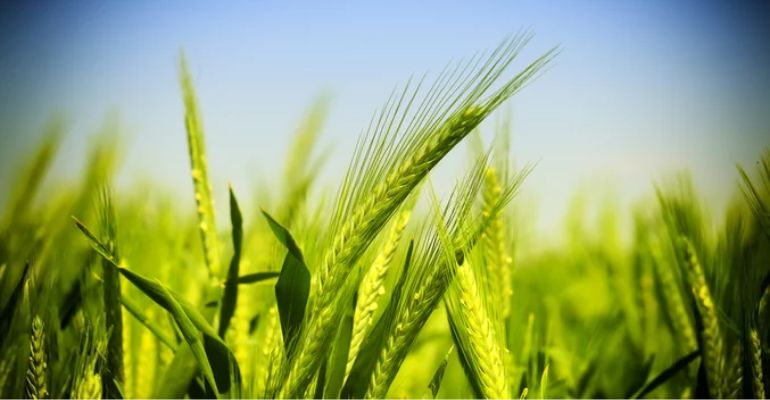 Barley