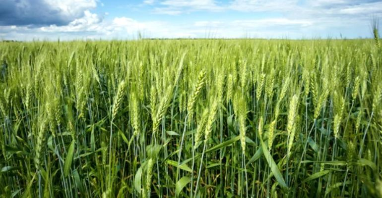 Wheat