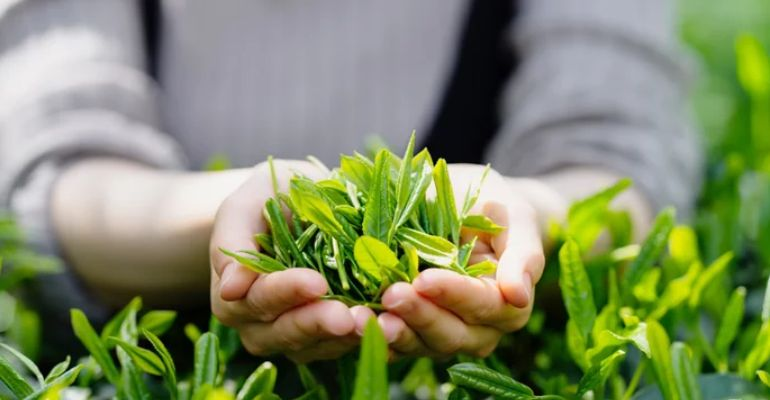 Crop Production