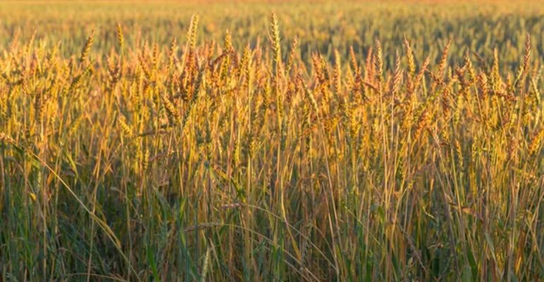 Durum Wheat