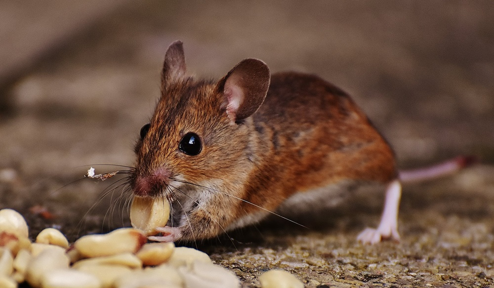 Rodent Control