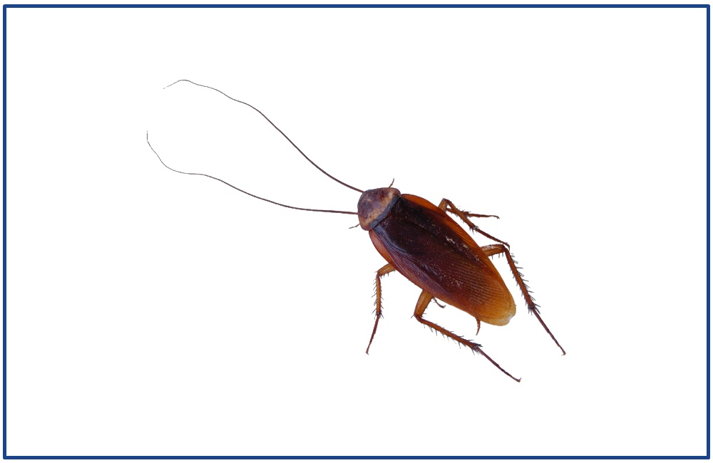 Roach Control