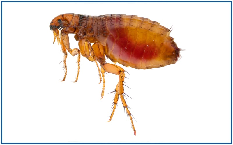 FLEA Extermination