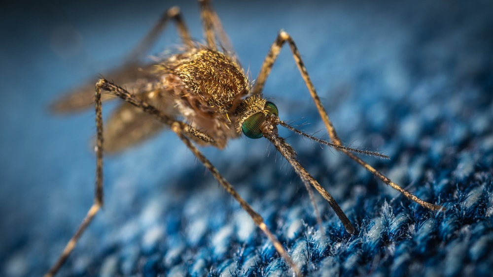 Mosquito Extermination