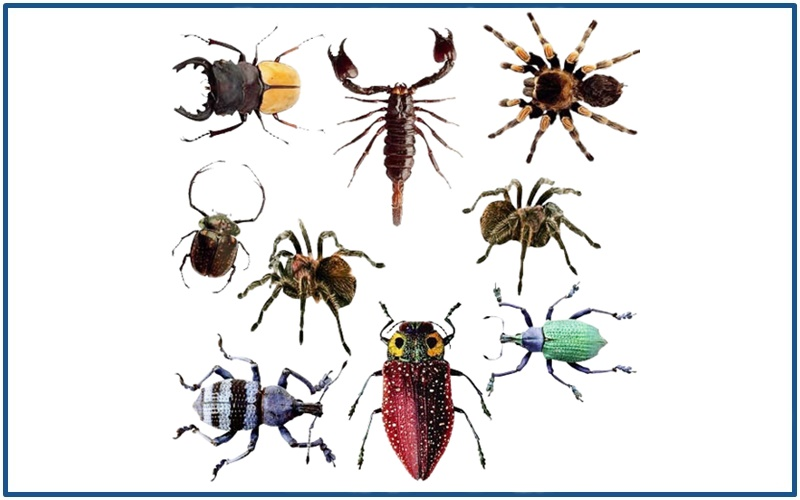 Any and All Insect Control