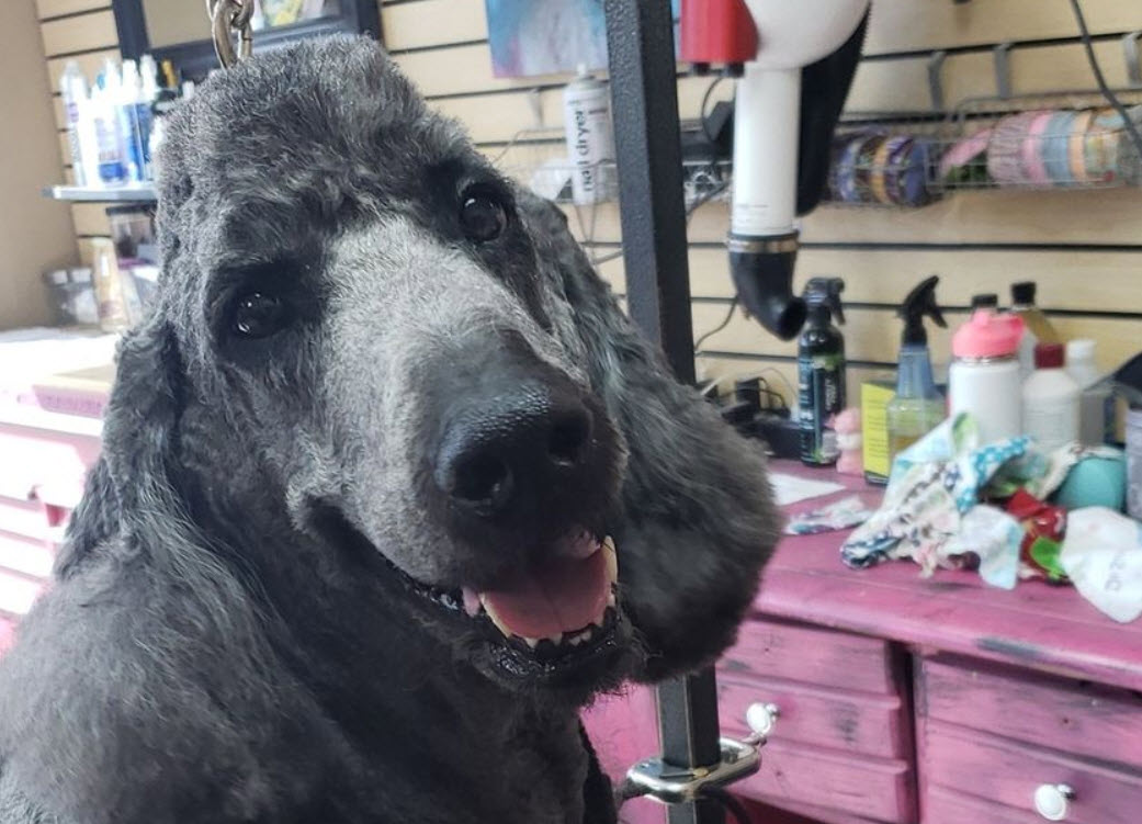 Dog Hairstyles