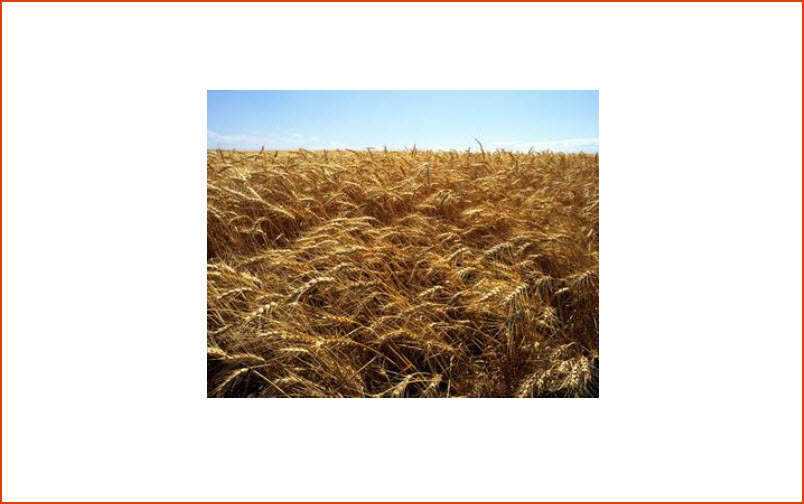 Crops
