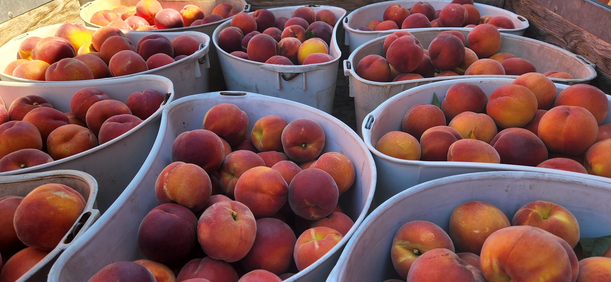 Fresh Handpicked Fruits