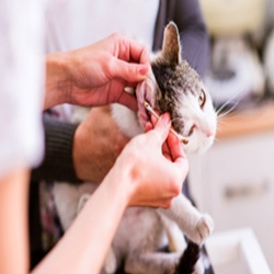 Ear Cleaning