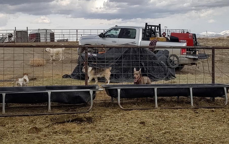 Dog Kennels