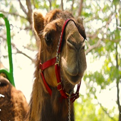 Camel Rides