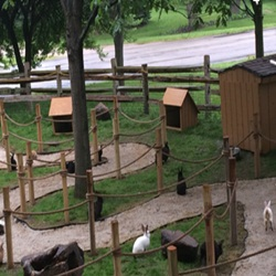 Rabbit Row