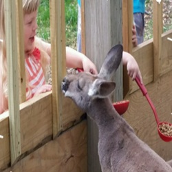 Kangaroo Feeding