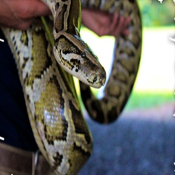 Educational Animal Programs