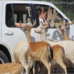 Drive-Thru Safari