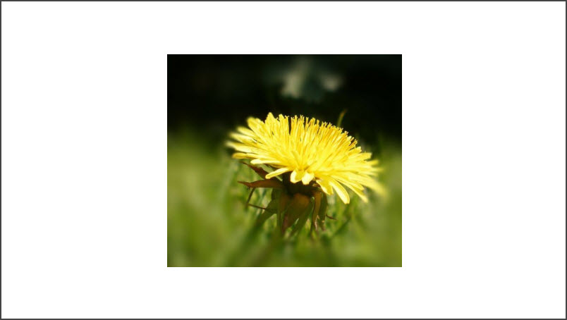 Weed Control Spray