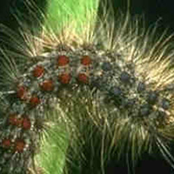Insect & Disease Control