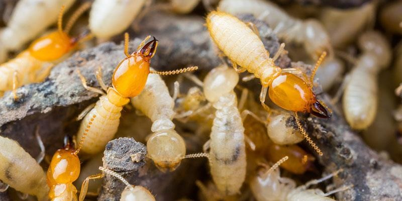 Termite Control