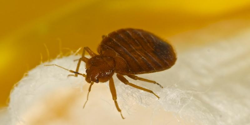 Bed Bug Control