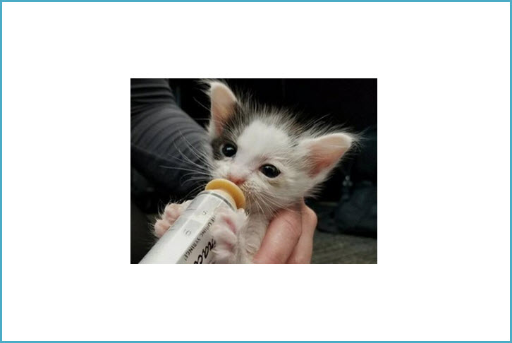 Foster