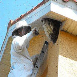 Bee Removal
