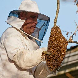 Wasp Nest Removal
