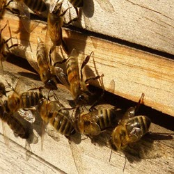 Insect Species