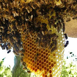 Honeybee swarms