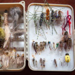 Live Bait