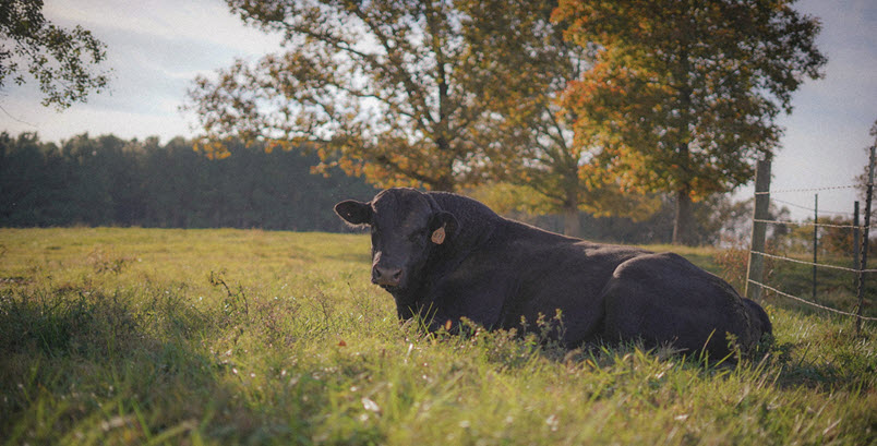 Lily Hill Farm Prints