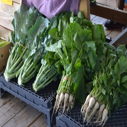 Farmers Market