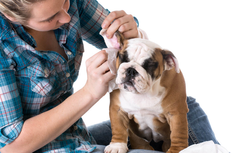 Ear Cleaning (Not Ear Plucking)