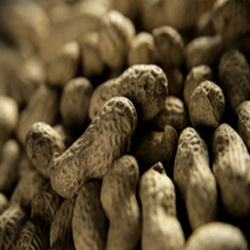 Peanut