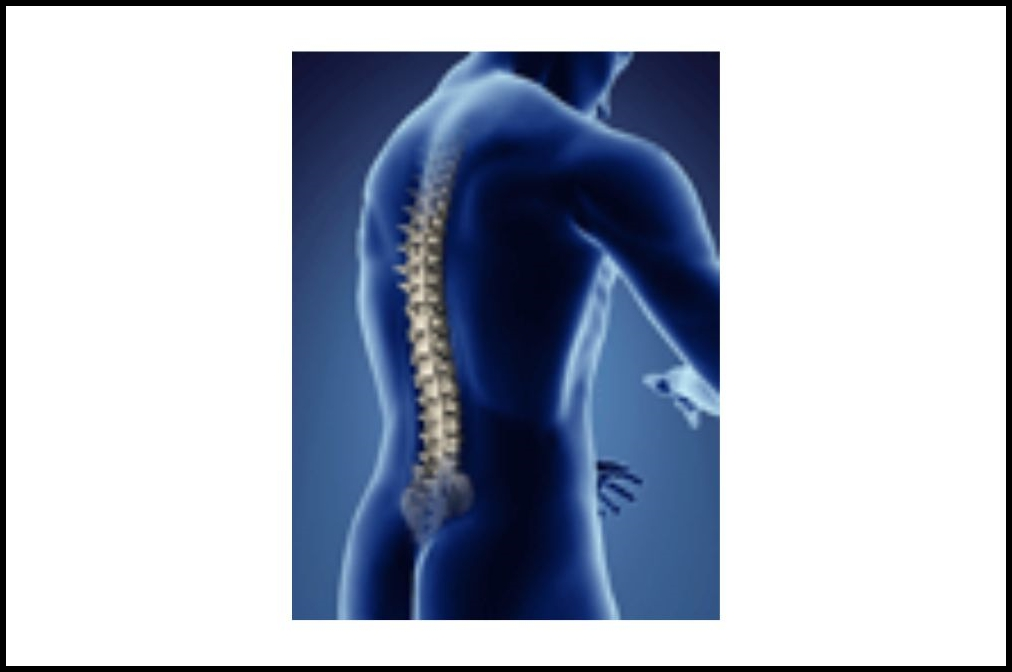 Spine