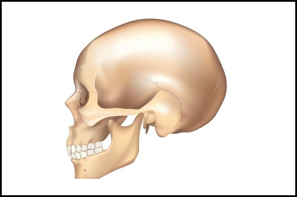 Craniomaxillofacial