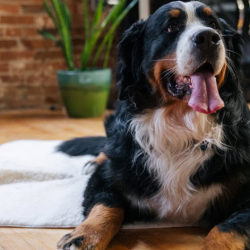 Pet Products