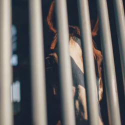 Criminal Law