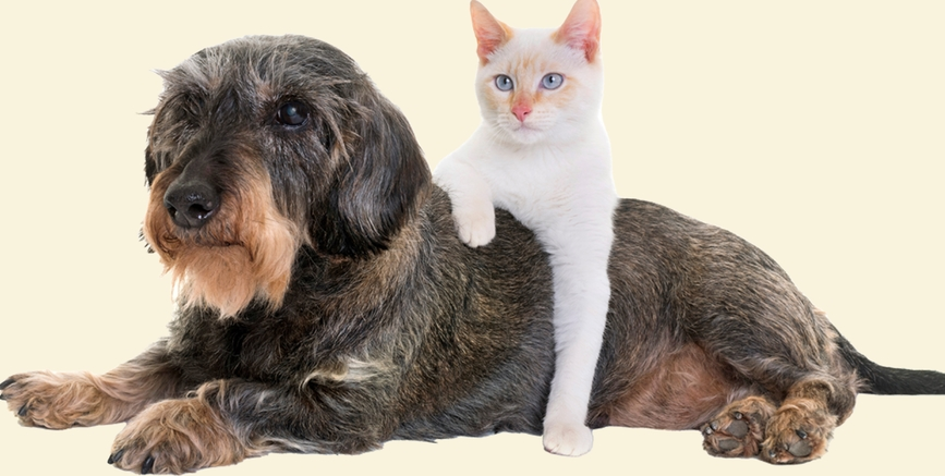 Pet Supplies & Meds