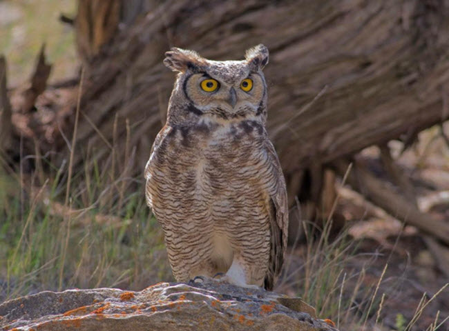 Native Plants and Animals